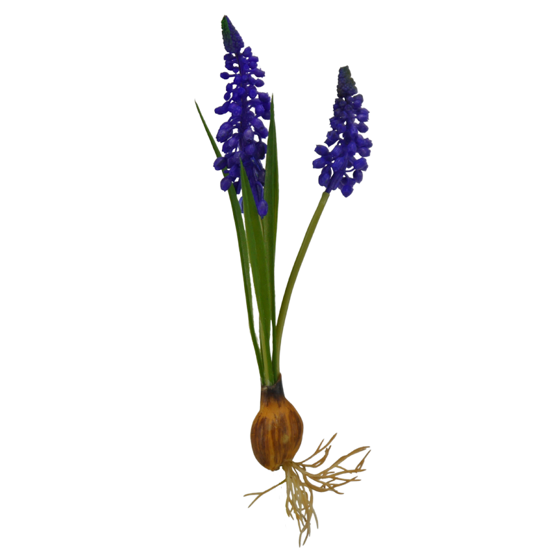 Hyazinthe mit Zwiebel, 24 cm - violett x2