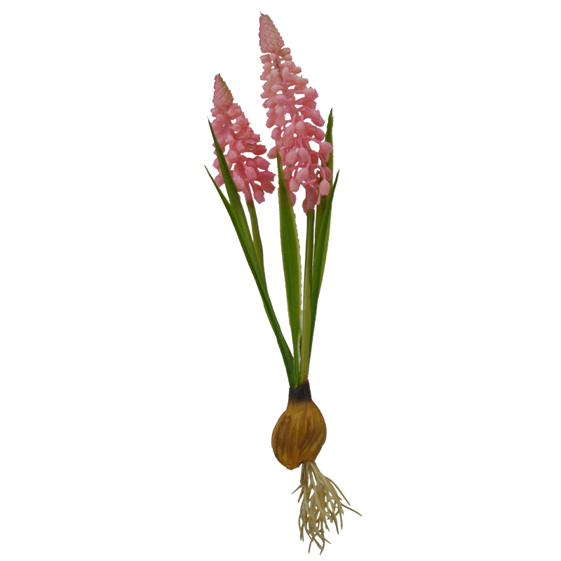 Hyazinthe mit Zwiebel, 24 cm - pink x2
