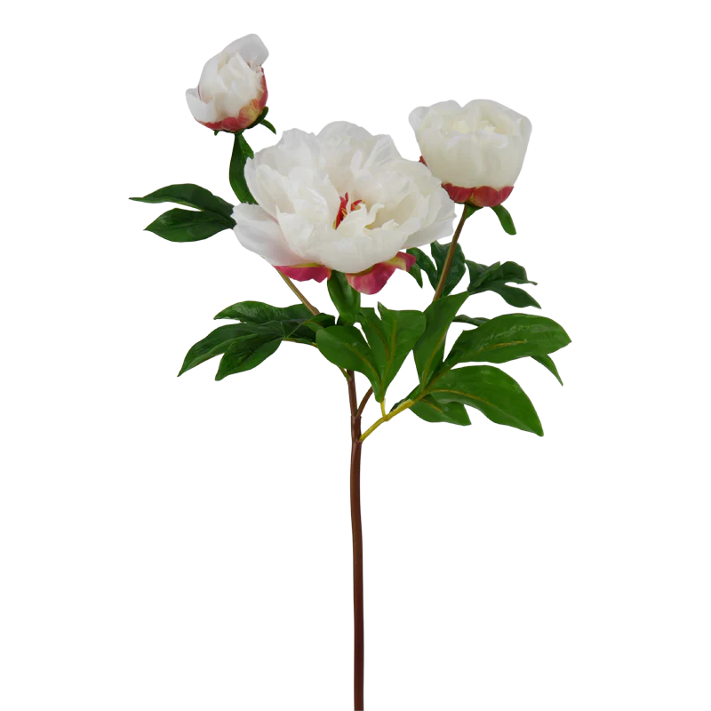 Pfingstrose, 63 cm - weiß