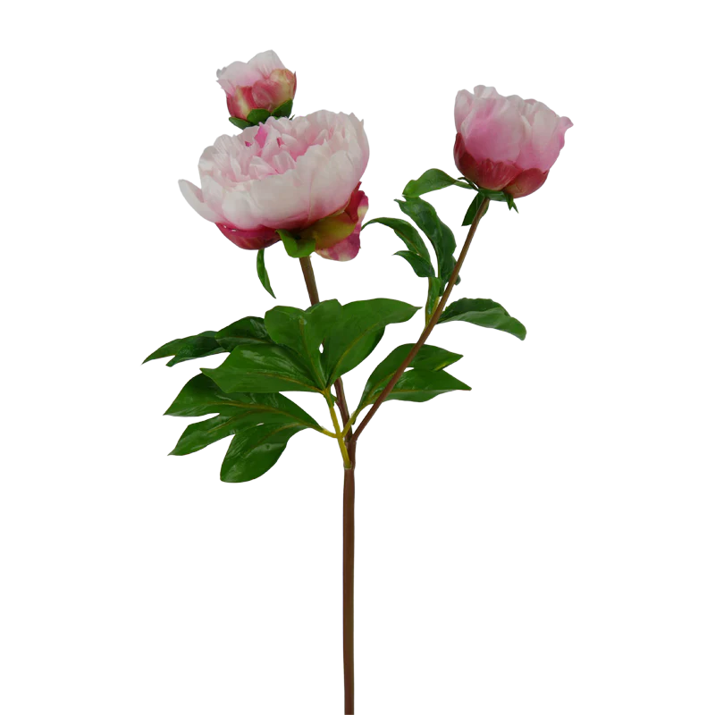 Pfingstrose, 63 cm - creme/rosa