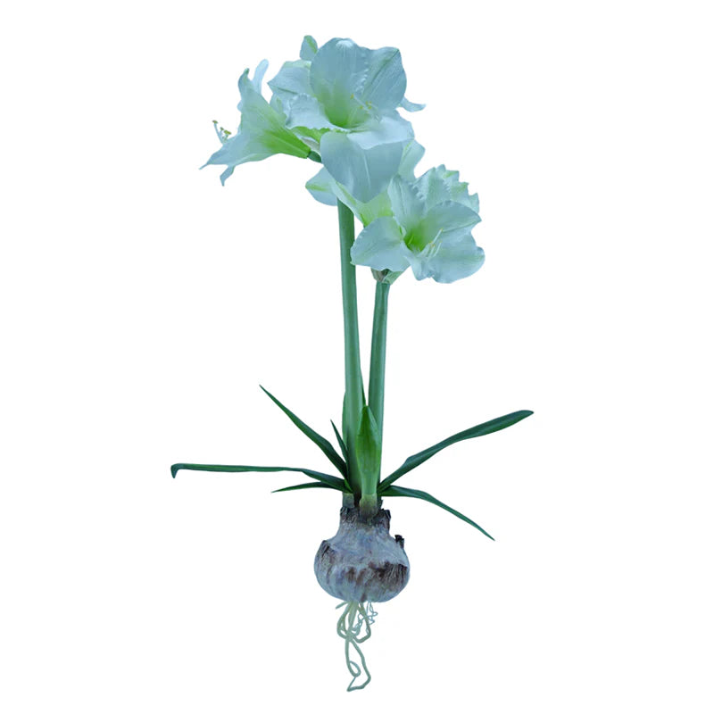 Amaryllis, mit Zwiebel, 76 cm - weiß x2