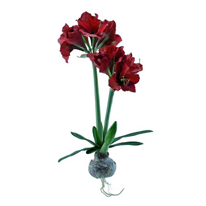 Amaryllis, mit Zwiebel, 76 cm - rot x2
