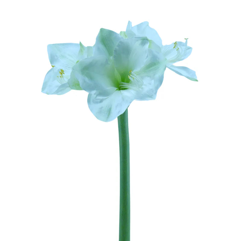 Amaryllis, 66 cm - weiß x3