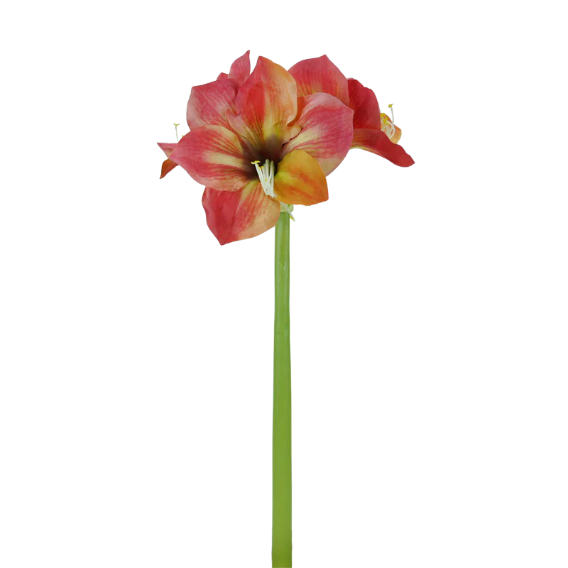 Amaryllis, 66 cm - orange x3
