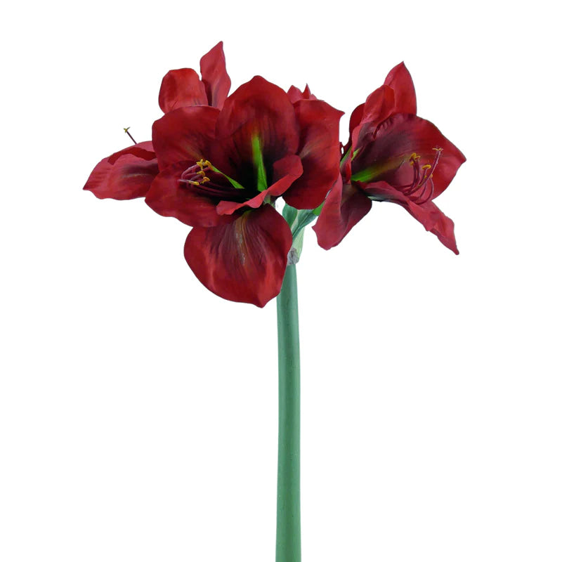 Amaryllis, 66 cm - rot x3