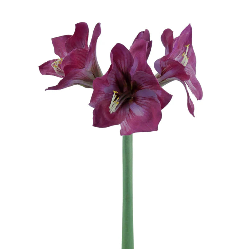 Amaryllis, 66 cm - mauve x3