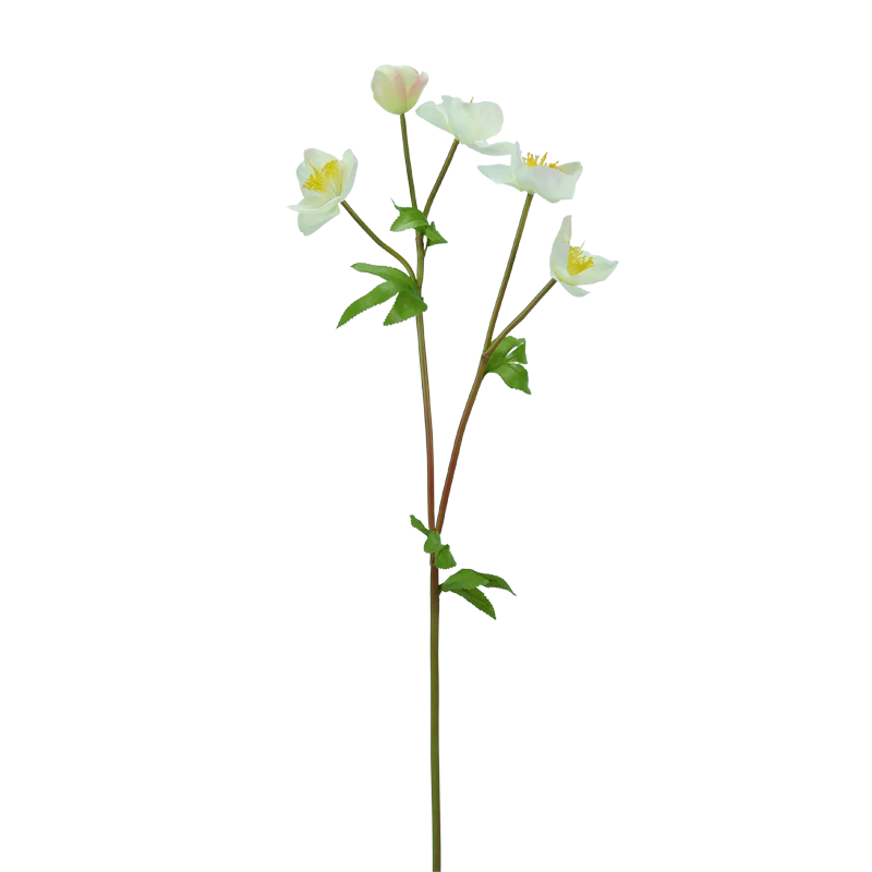 Christrose verzweigt, 70 cm - creme