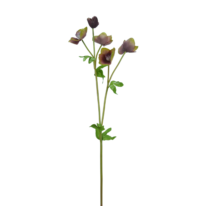 Christrose verzweigt, 70 cm - bordeaux/grün