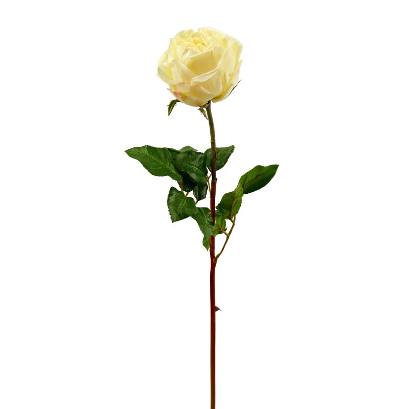 Rose, große Blüte, 68 cm - creme