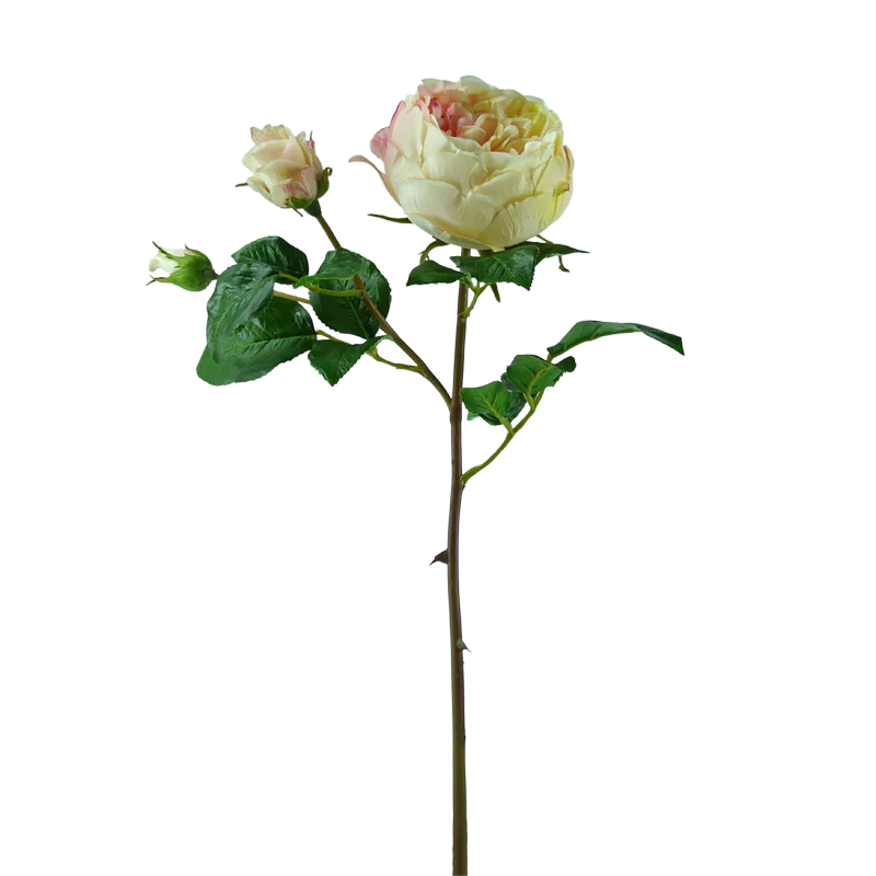 Rose englisch, kurzer Stiel, 55 cm - creme x3