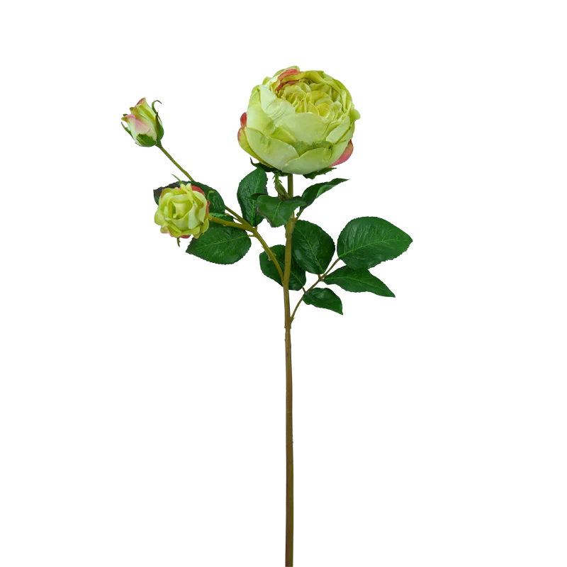Rose englisch, kurzer Stiel, 55 cm - grün x3