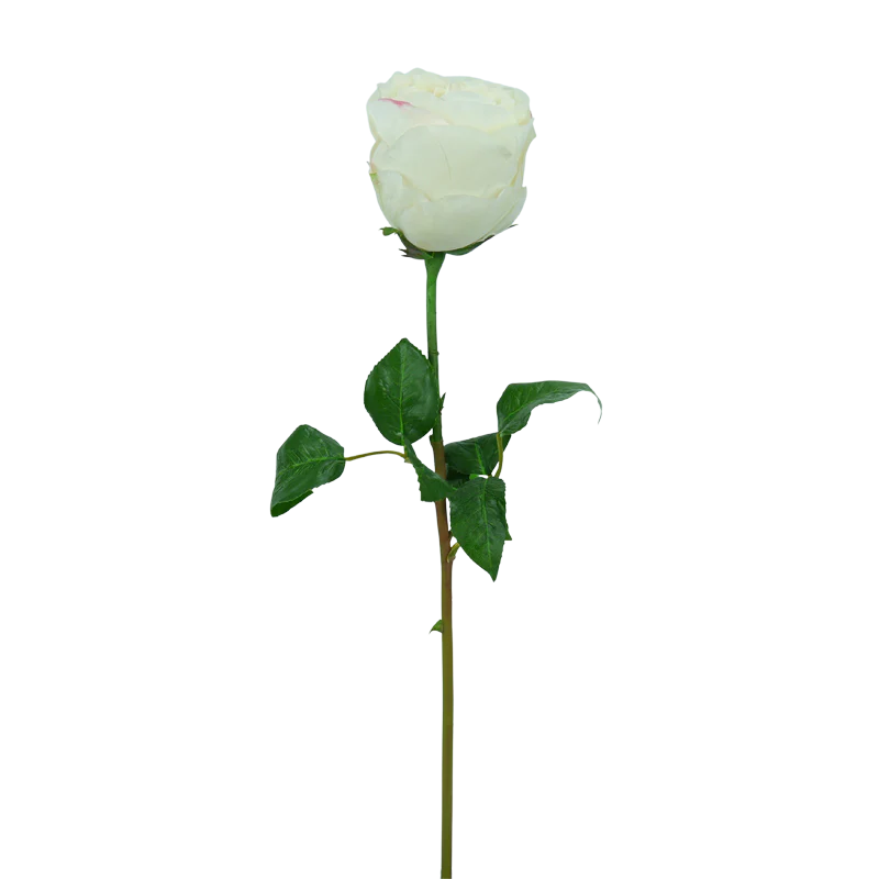 Rose gefüllt, kurzer Stiel, 54 cm - creme
