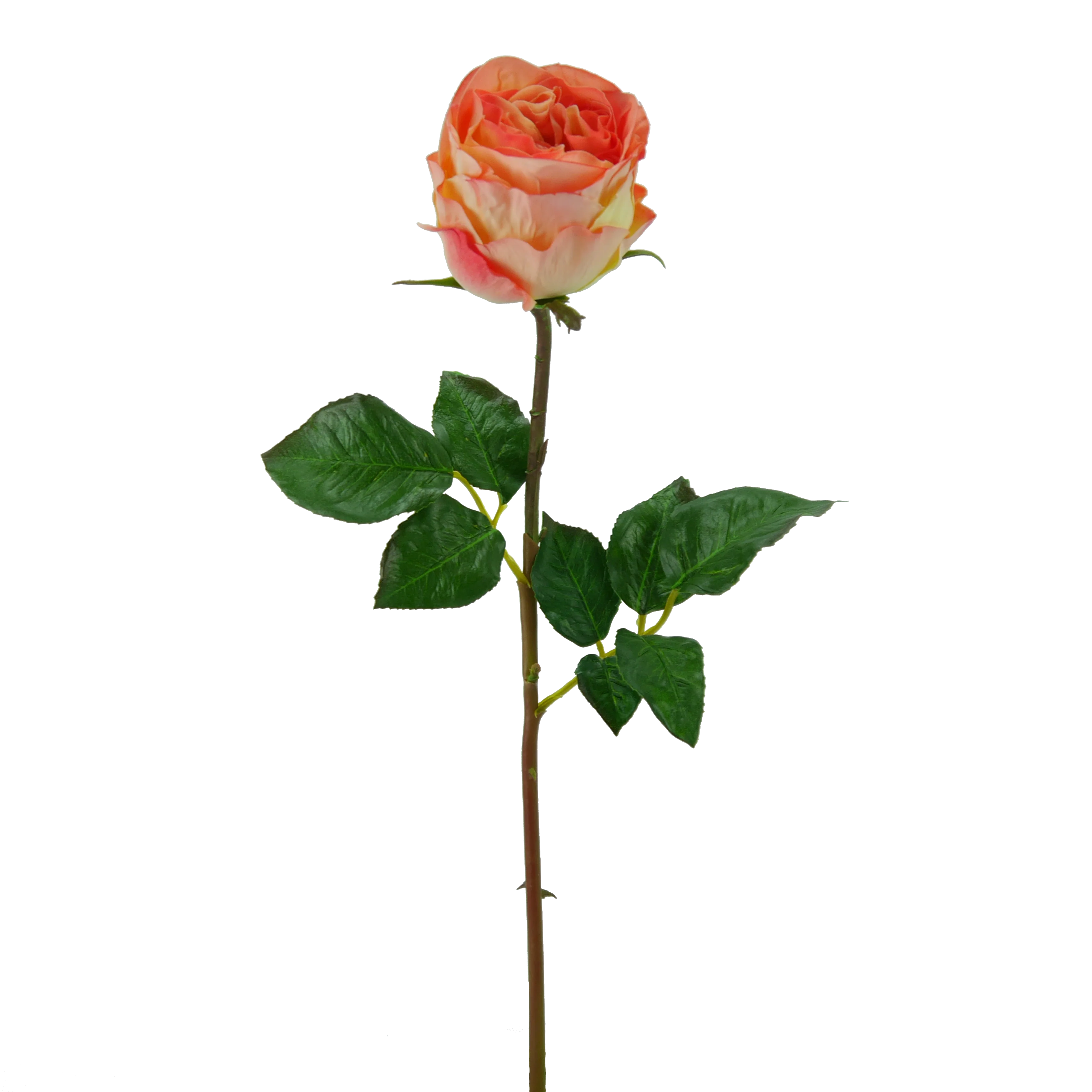 Rose gefüllt, kurzer Stiel, 54 cm - lachs/orange