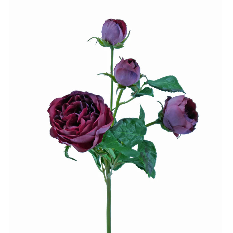 Rose englisch, 55 cm - pink/lila x4