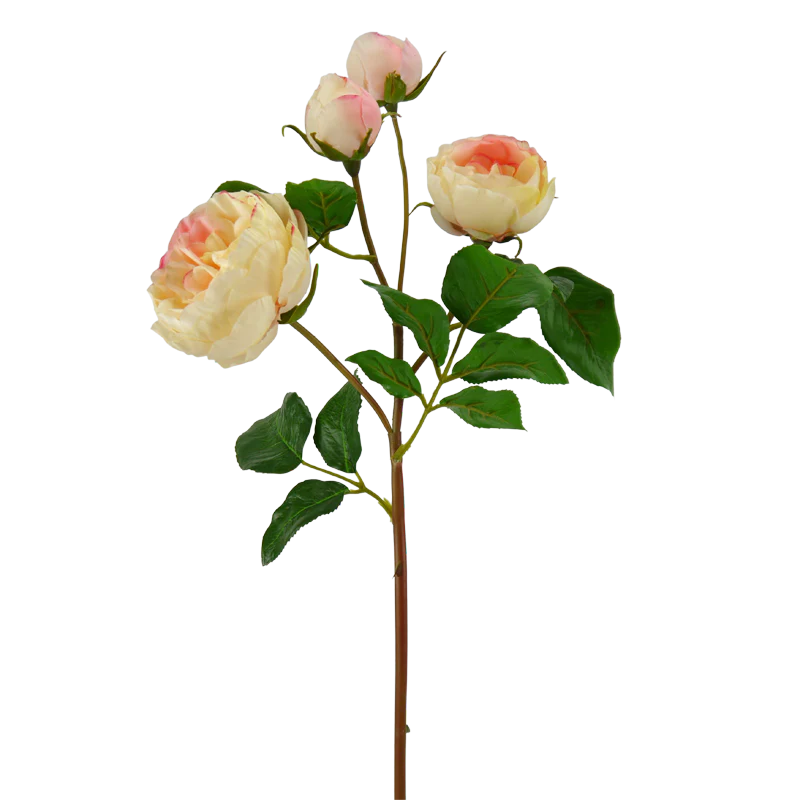 Rose englisch, 55 cm - creme/rosa x4