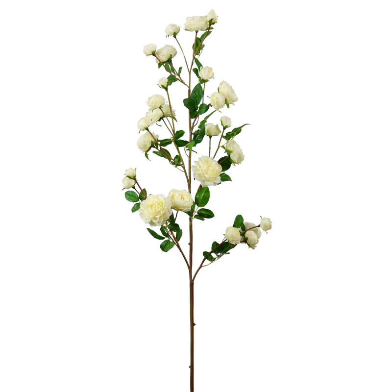 Rose, mehrblütiger Kletterrosenast, 122 cm - creme