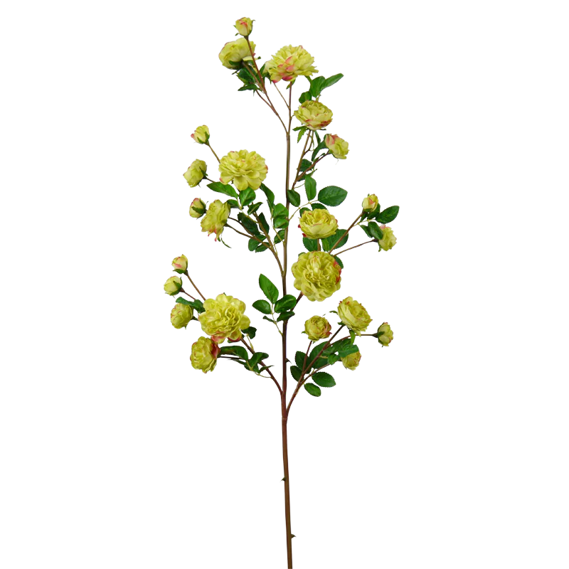 Rose, mehrblütiger Kletterrosenast, 122 cm - grün