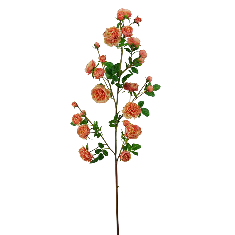 Rose, mehrblütiger Kletterrosenast, 122 cm - lachs/gelb