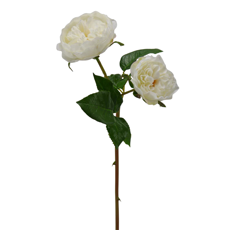 Rose, 50 cm - weiß