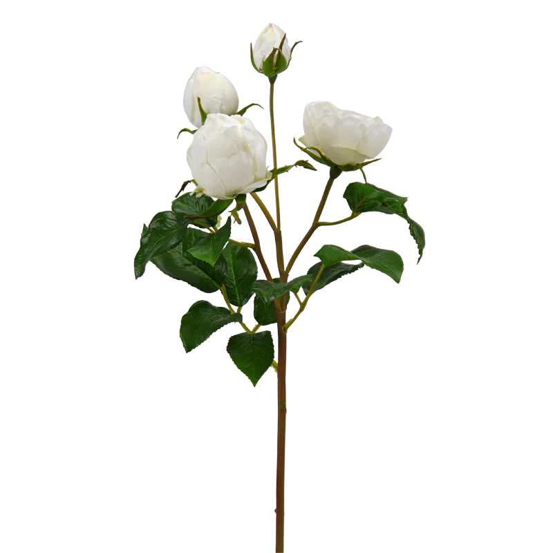 Rose, 55 cm - weiß x 4