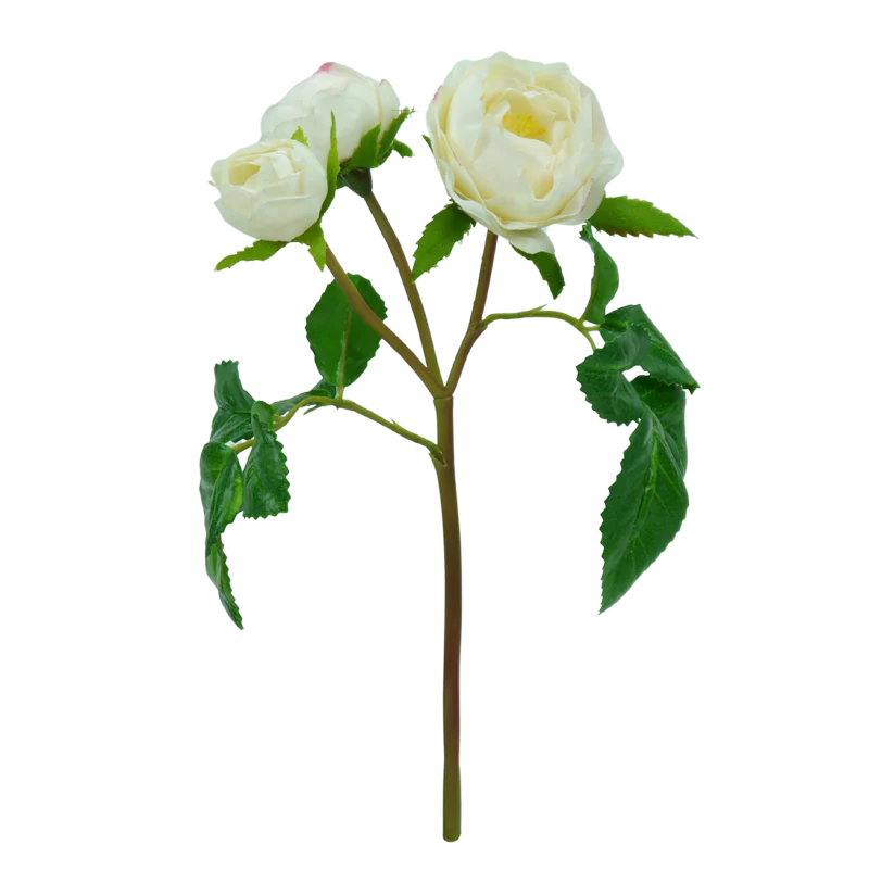 Moosröschen verzweigt, 20 cm - creme x3