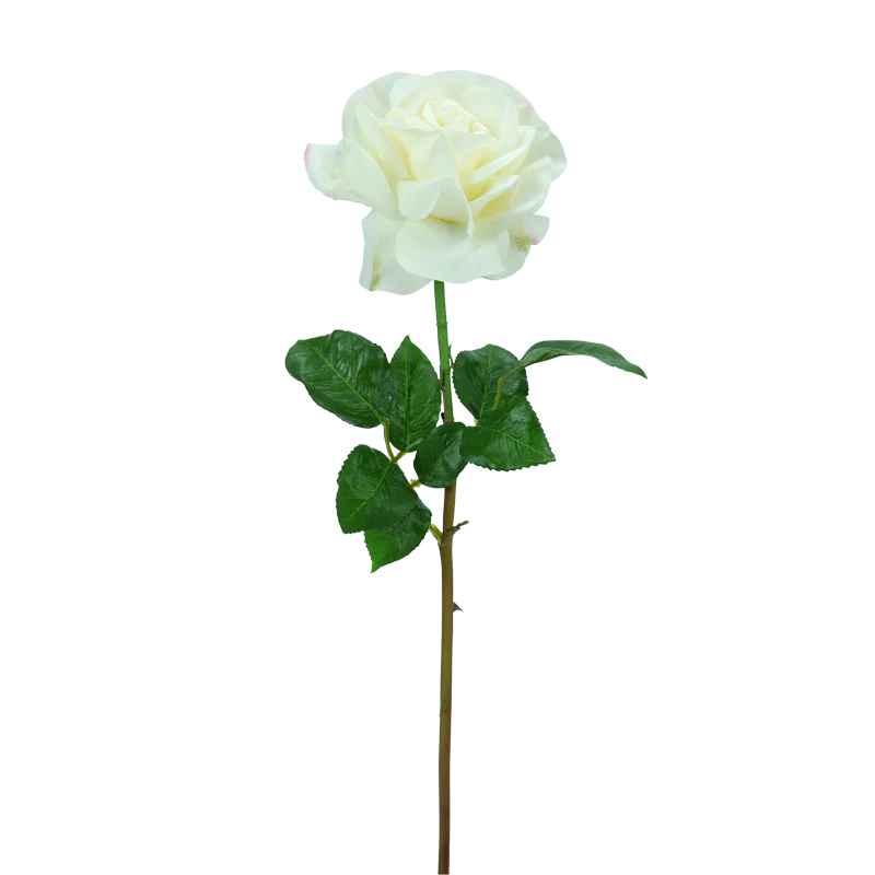 Rose offen, kurzer Stiel, 50 cm - creme/rosa