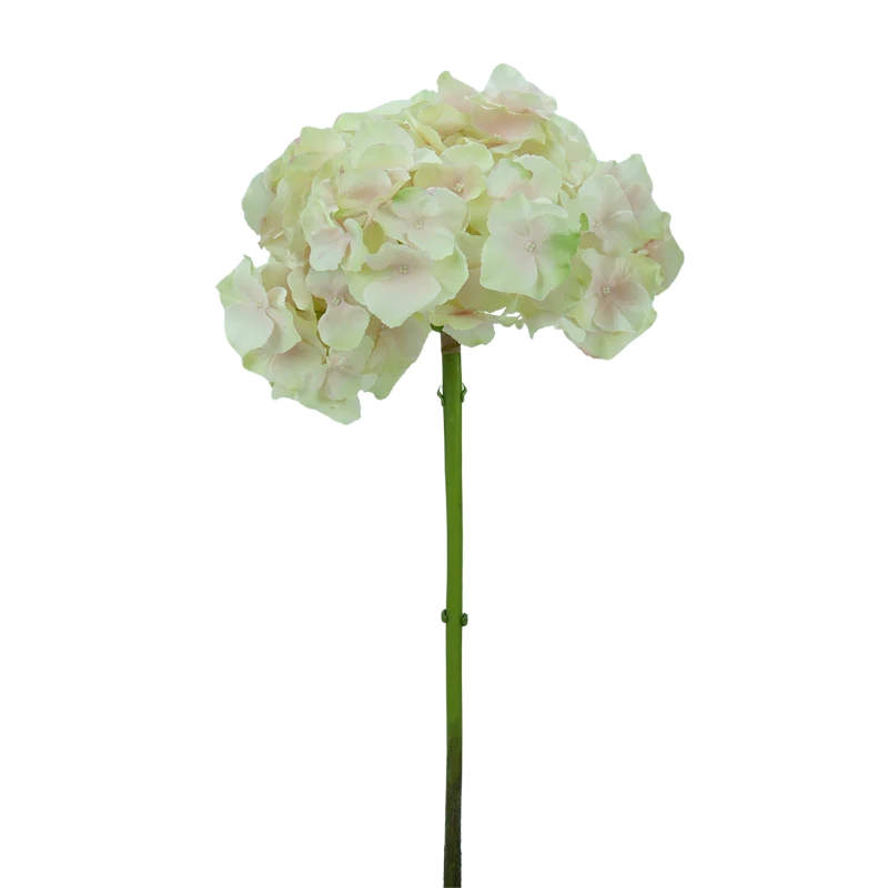 Hortensie, kurzer Stiel, 47 cm - creme/rosa