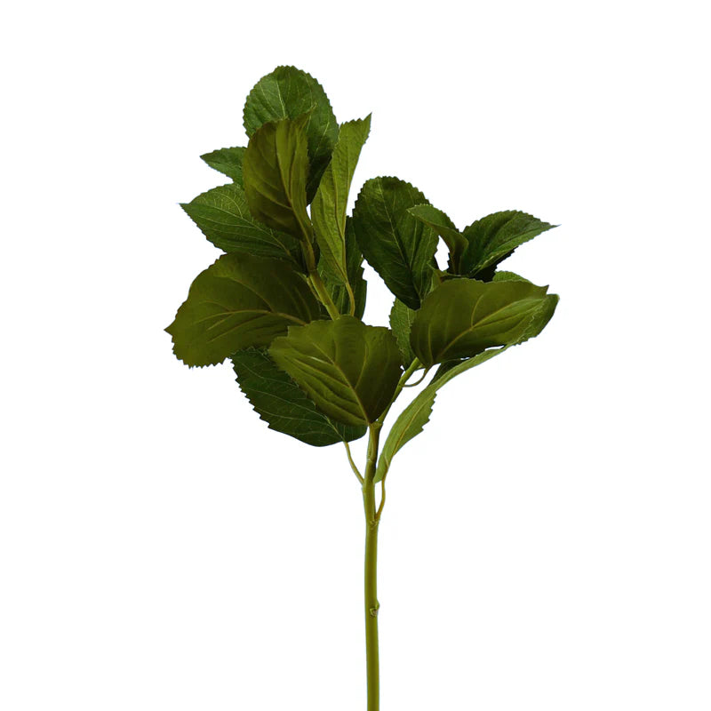 Hortensienblätterast, 58 cm - grün