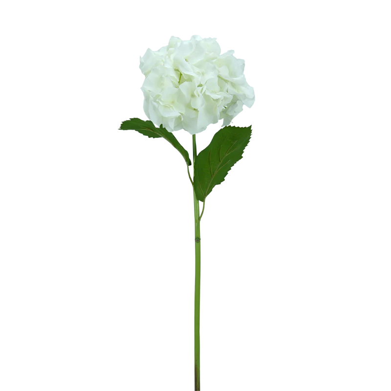 Hortensie, mit Blätter, 65 cm - weiß