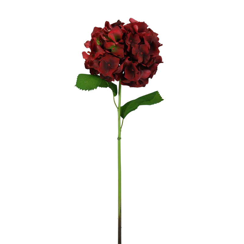Hortensie, mit Blätter, 65 cm - rot