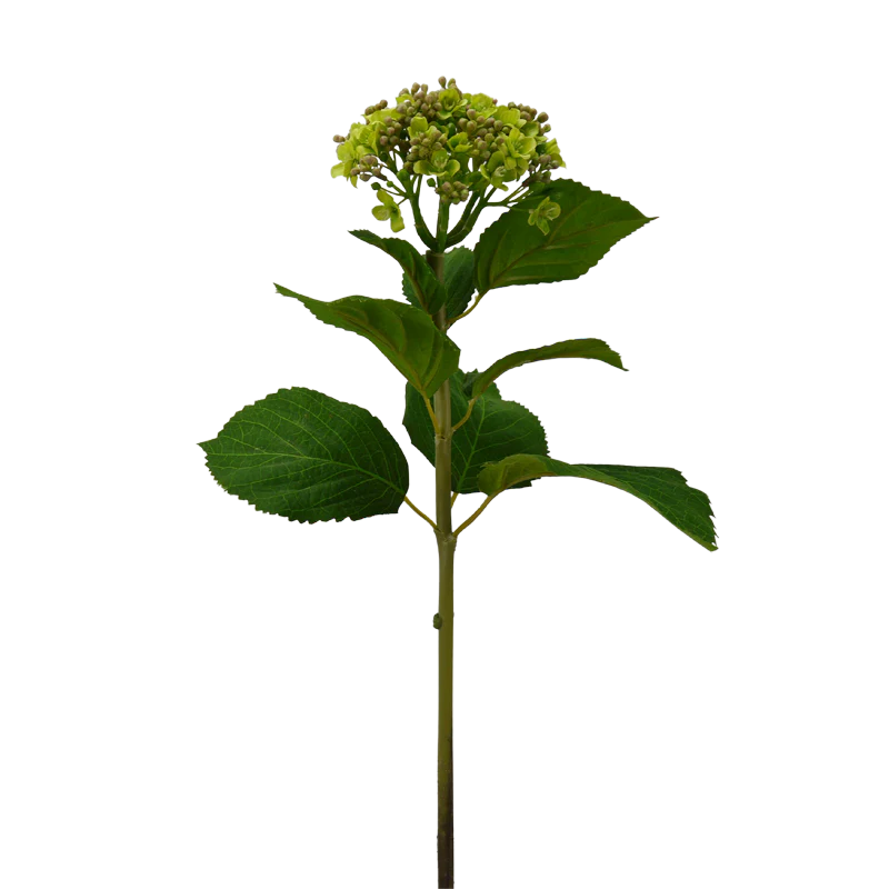 Hortensie, 50 cm - grün