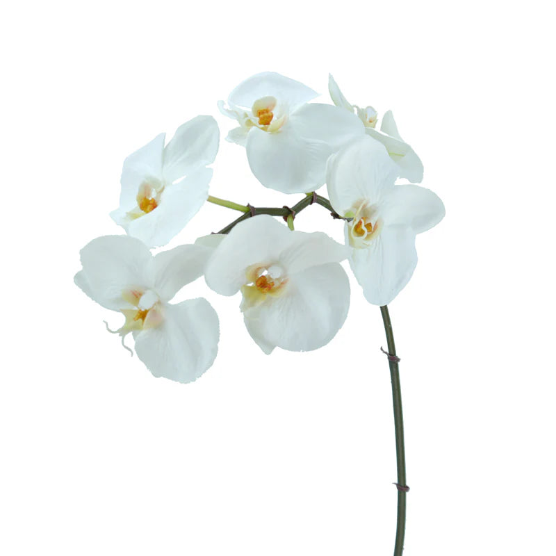 Orchidee Phalaenopsis, 55 cm - weiß