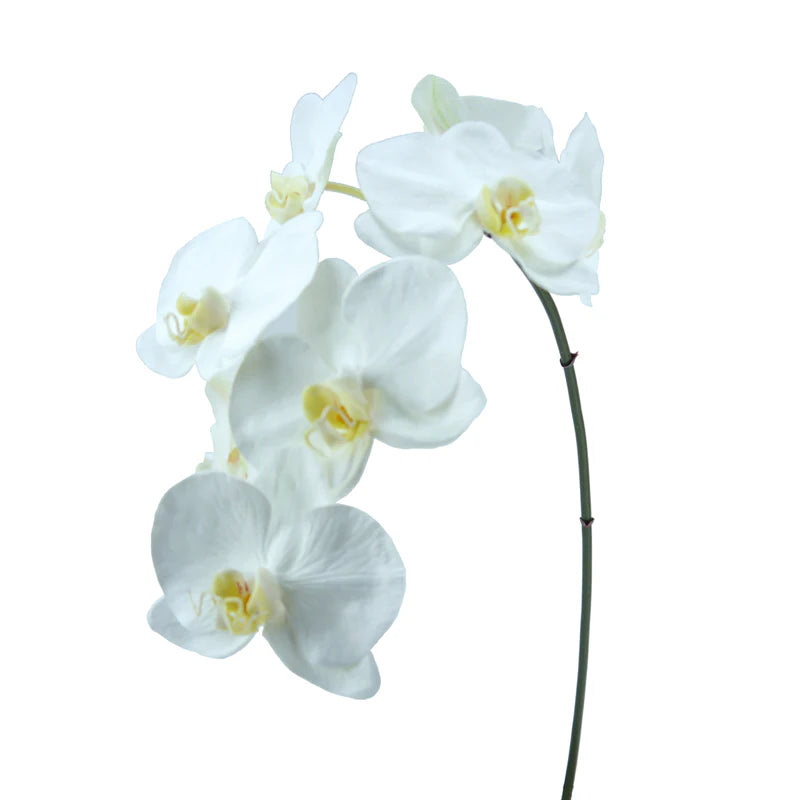 Orchidee Phalaenopsis, 86 cm - weiß