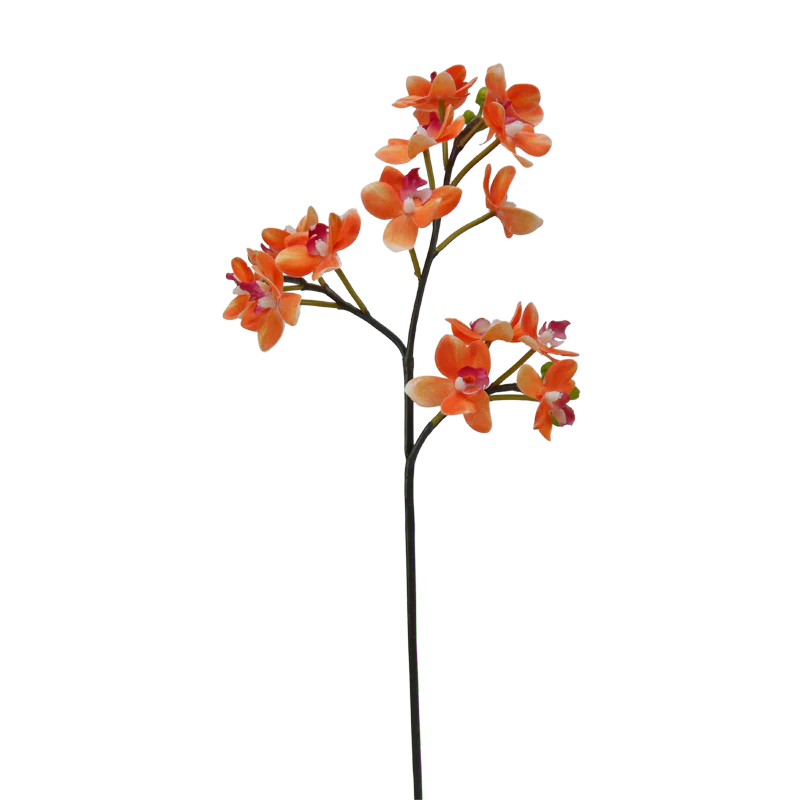 Orchidee Phalaenopsis mini, 62 cm - lachs/rot