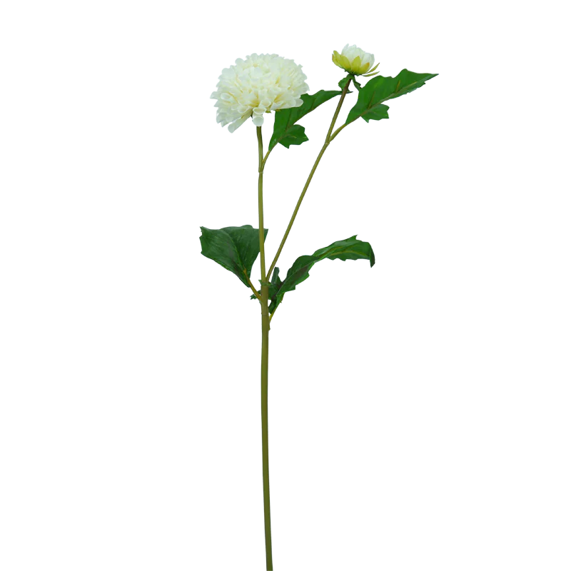 Dahlie, Pompon, 51 cm - weiß x2
