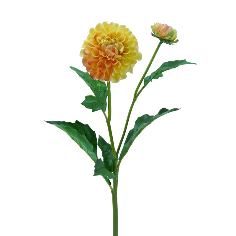 Dahlie, Pompon, 51 cm - gelb x2