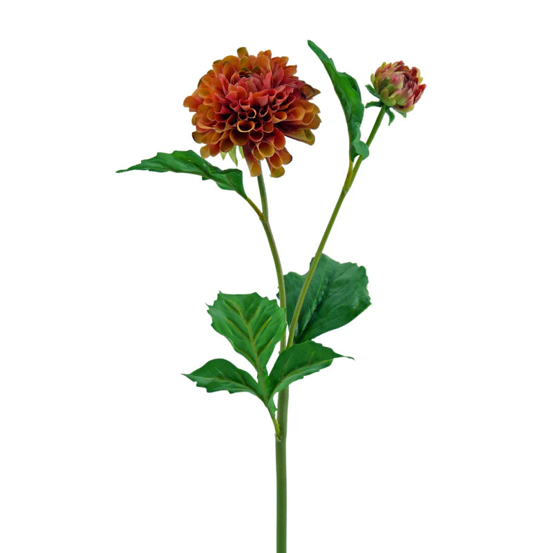 Dahlie, Pompon, 51 cm - orange x2