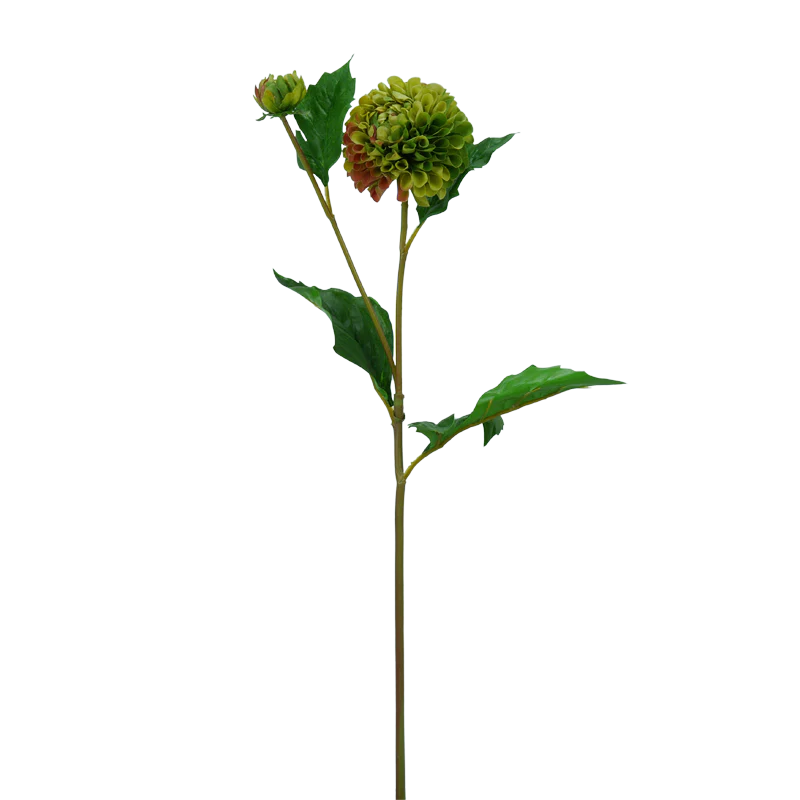 Dahlie, Pompon, 51 cm - grün x2