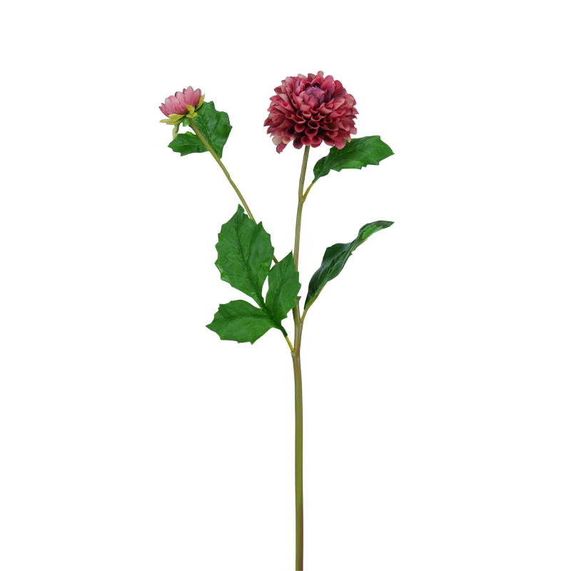 Dahlie, Pompon, 51 cm - bordeaux x2