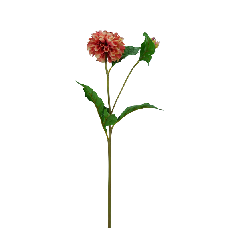 Dahlie, Pompon, 51 cm - lachs/pink x2