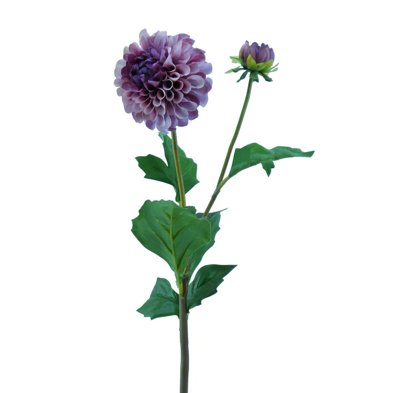 Dahlie, Pompon, 51 cm - altrosa x2
