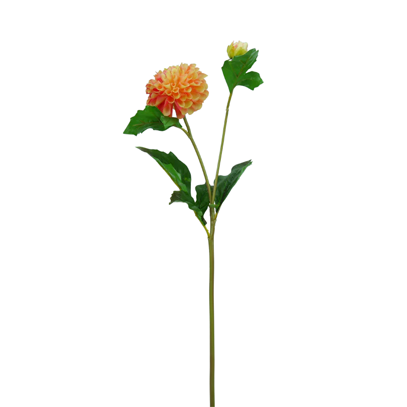 Dahlie, Pompon, 51 cm - gelb/lachs x2