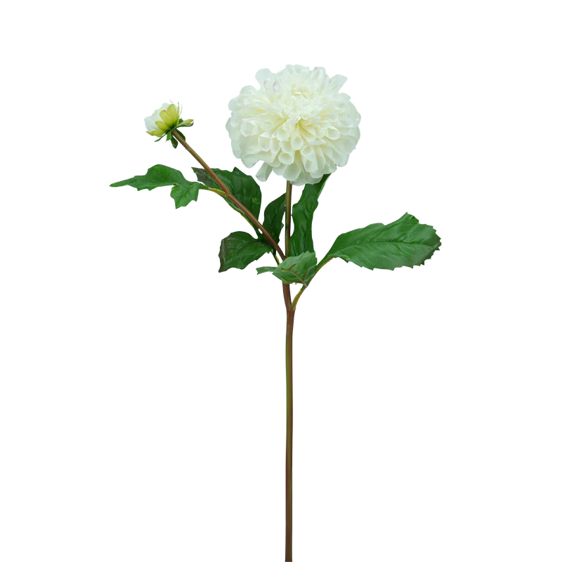 Dahlie, 50 cm - weiß
