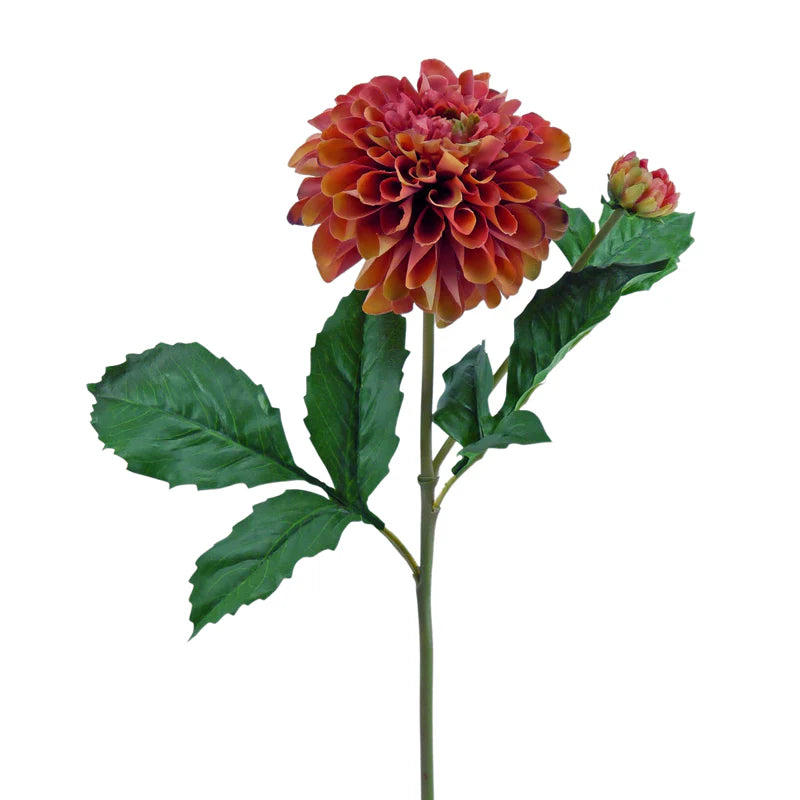Dahlie, 50 cm - orange