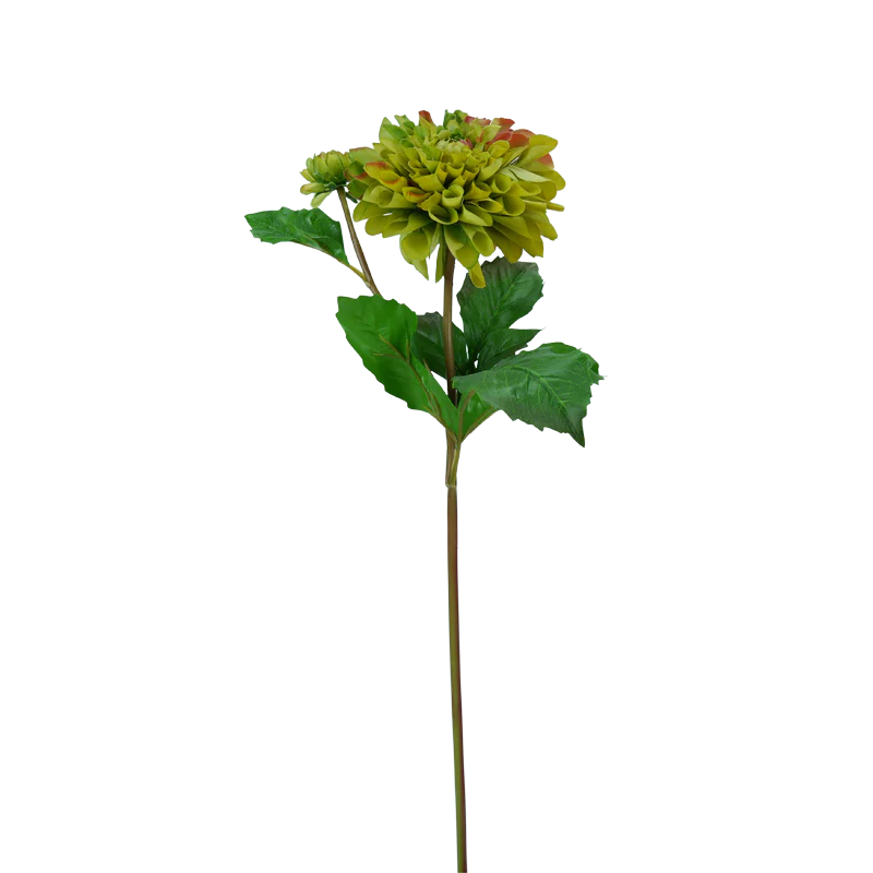 Dahlie, 50 cm - grün