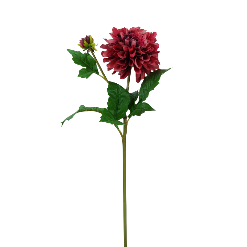 Dahlie, 50 cm - bordeaux