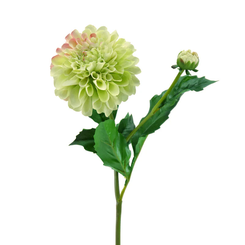 Dahlie, 50 cm - hellgrün