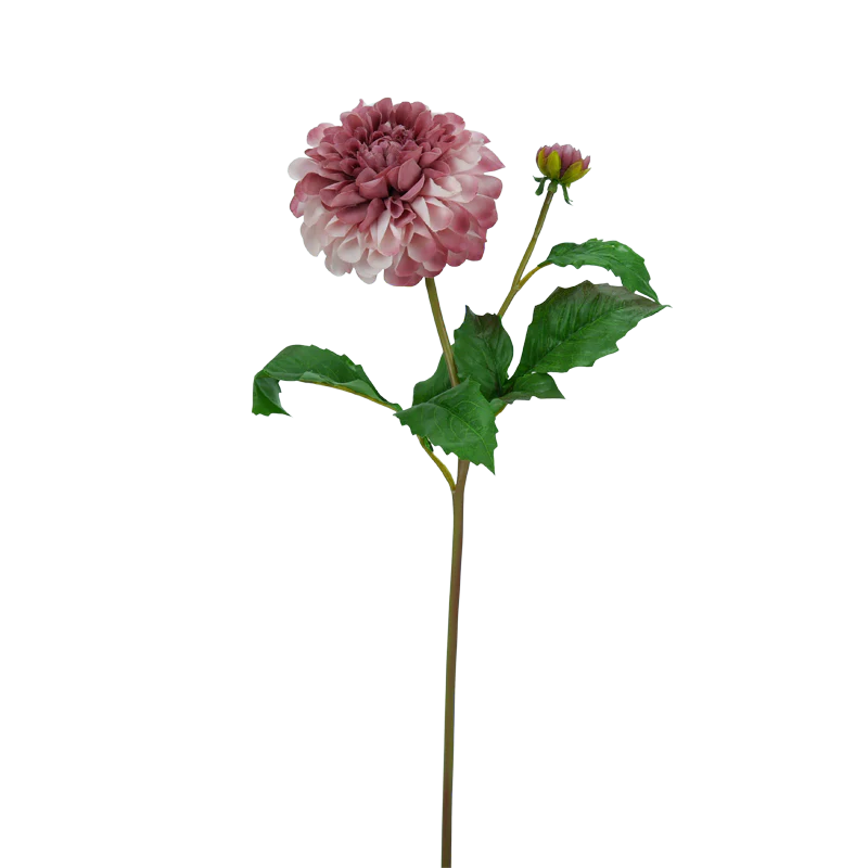 Dahlie, 50 cm - altrosa