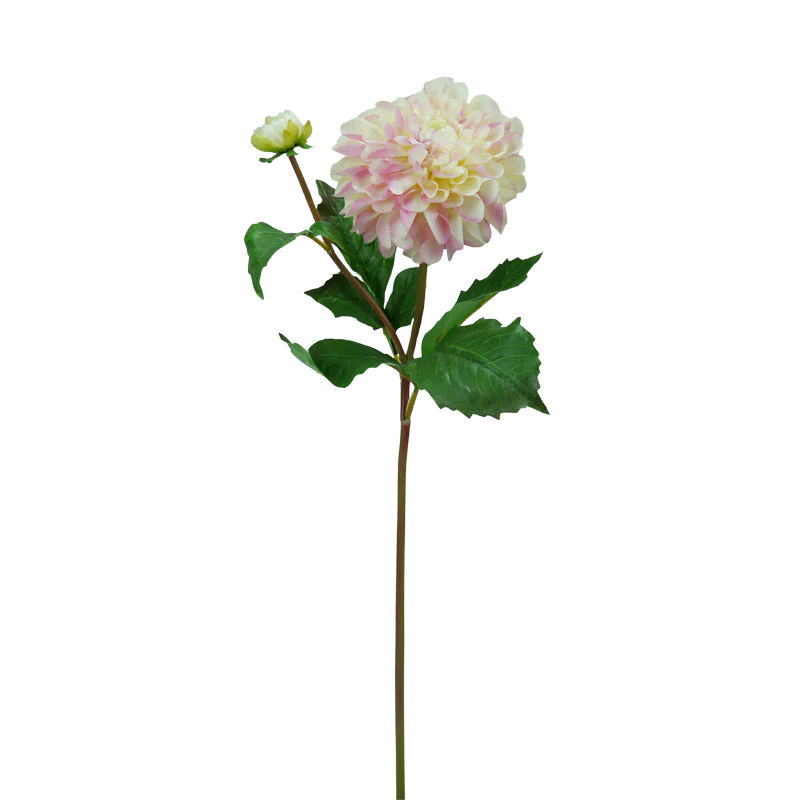 Dahlie, 50 cm - pink/weiß