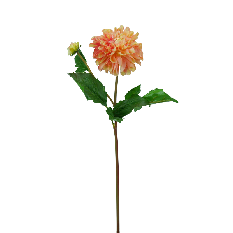 Dahlie, 50 cm - gelb/lachs